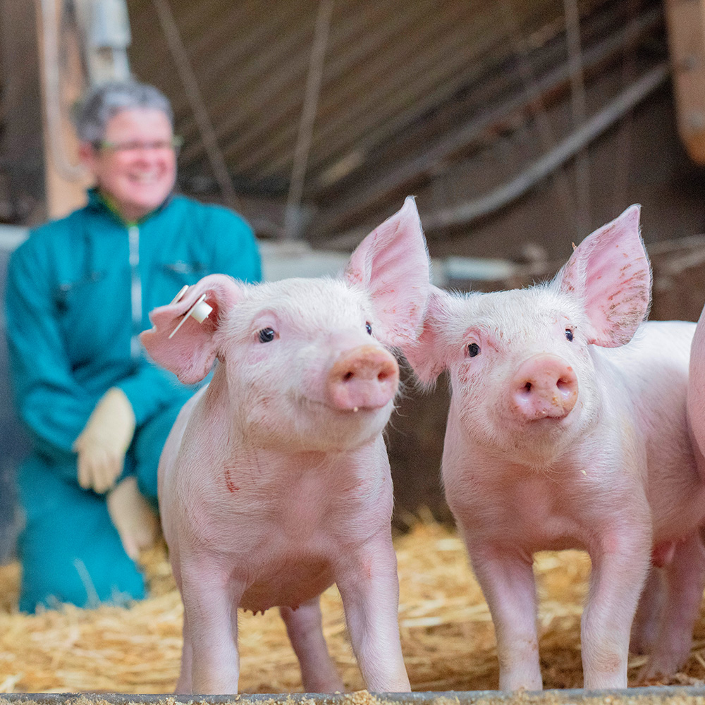 Ferkel, Geburtshilfe, Reproduktion, Nutztierpraxis, Tierärztin