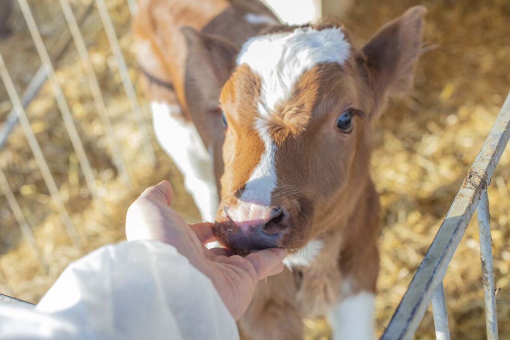 Kalb im Nutztierstall, Nutztierpraxis Hausen am Bussen, tierärztliche Versorgung von Nutztieren