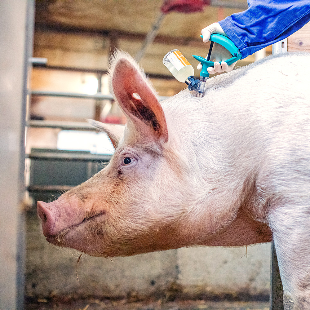 Schwein, Impfung, Nutztiere, tierärztliche Versorgung, Nutztierpraxis Hausen am Bussen