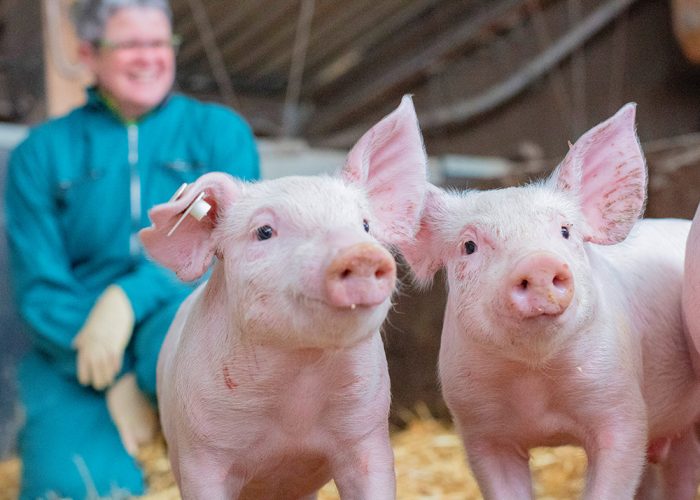 Ferkel, Geburtshilfe, Reproduktion, Nutztierpraxis, Tierärztin