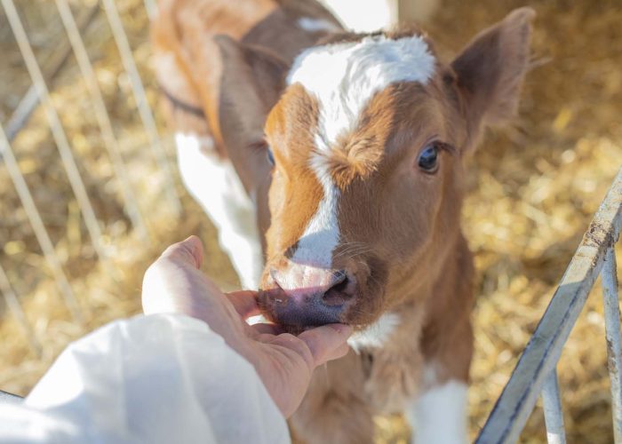 Kalb im Nutztierstall, Nutztierpraxis Hausen am Bussen, tierärztliche Versorgung von Nutztieren