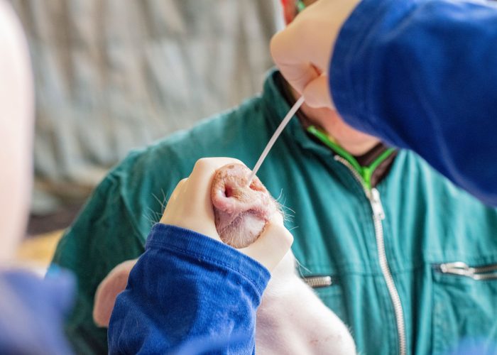 Schwein, Probenentnahme, Nutztierpraxis Hausen am Bussen, tierärztliche Untersuchung von Nutztieren.
