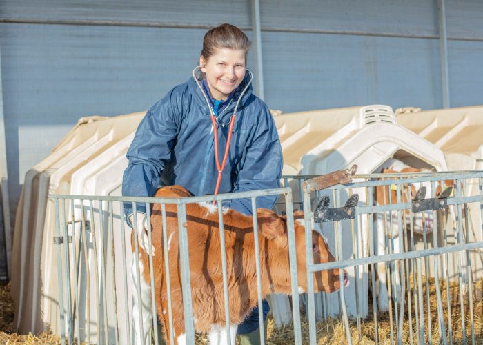 Tierärztin kontrolliert ein Kalb mit Stethoskop in der Nutztierpraxis Hausen am Bussen, professionelle tierärztliche Versorgung von Nutztieren.