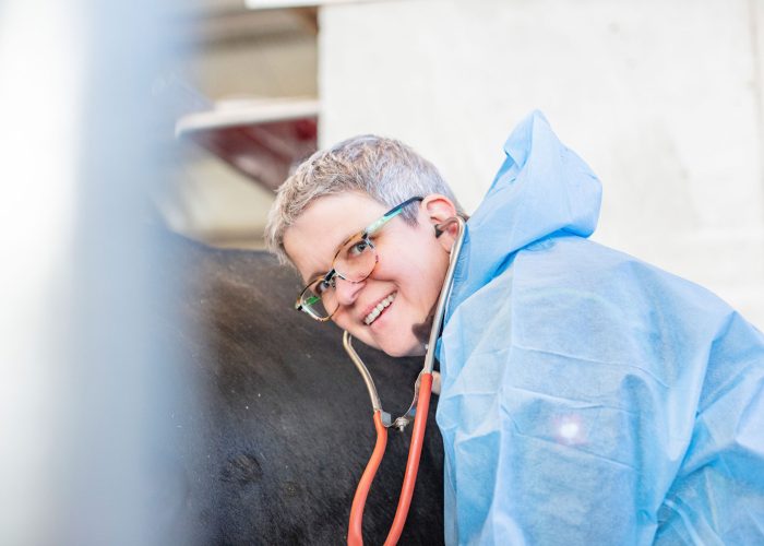 Tierärztin kontrolliert eine Kuh mit Stethoskop in der Nutztierpraxis Hausen am Bussen, umfassende tierärztliche Versorgung von Nutztieren