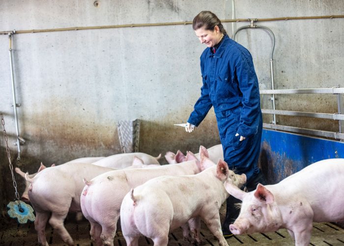 Tierärztin misst Fieber bei Schwein im Stall der Nutztierpraxis Hausen am Bussen, professionelle tierärztliche Betreuung von Nutztieren vor Ort.