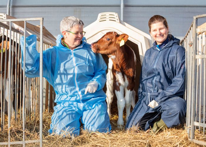 Tierärztinnen, Kalb, Untersuchung, Nutztierpraxis Hausen am Bussen, professionelle tierärztliche Versorgung von Nutztieren.